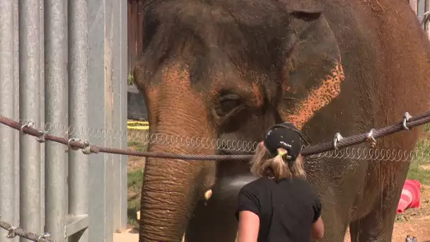 Bussière-Galant : un nouvel éléphant au refuge