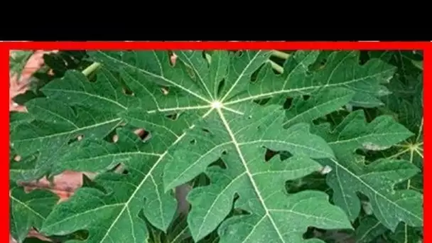 Les feuilles de papaye peuvent soigner la dengue ainsi que plusieurs autres maladies !