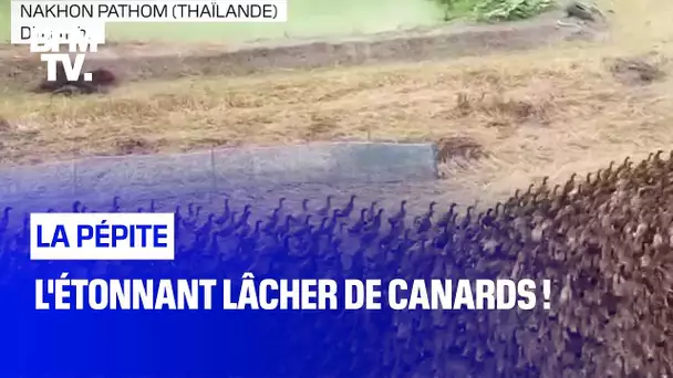 L'étonnant lâcher de canards !