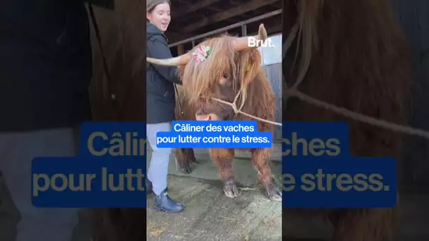 Câliner des vaches pour lutter contre le stress