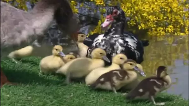 Tapage dans la basse-cour - La vie sauvage des animaux de la ferme