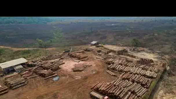 Brésil : la déforestation en Amazonie continue à un rythme effréné • FRANCE 24