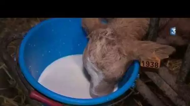 Lozère : des producteurs de lait inquiets face au scandale Lactalis