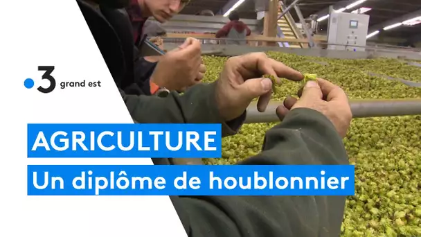 Alsace : le seul diplôme de houblonnier de France attire à Obernai des candidats de tout le pays