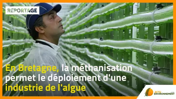En Bretagne, la méthanisation permet le déploiement d'une industrie de l'algue