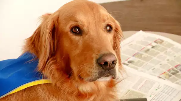 Oddy, chien d'assistance dans un Ehpad de Nevers