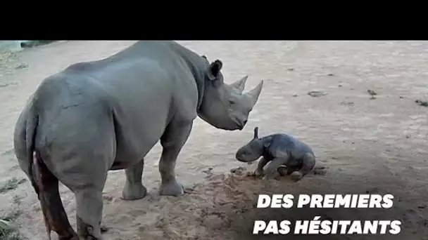 Ce bébé rhinocéros a fait ses premiers pas dans un zoo australien
