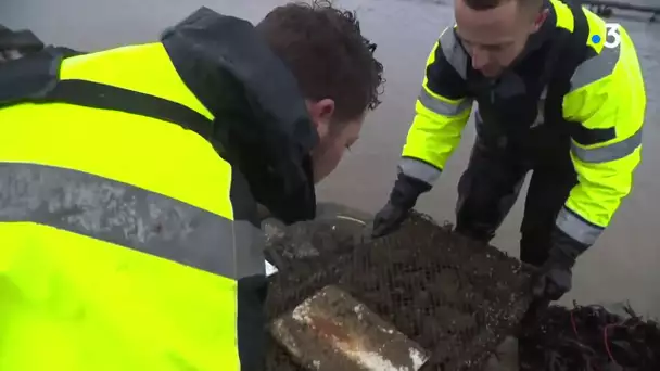 Huîtres de Normandie : surveillance des eaux dans les zones de production