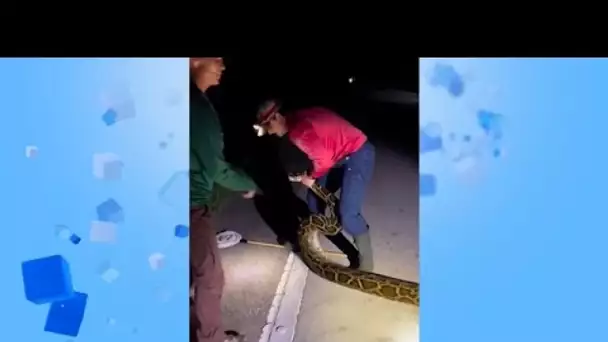 No Comment : le plus grand python de Floride a été capturé
