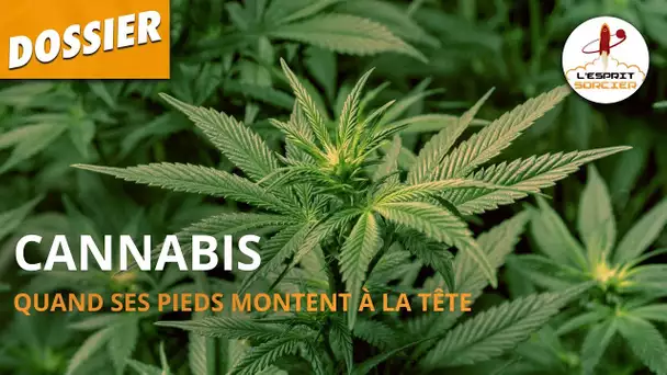 CANNABIS : QUAND SES PIEDS MONTENT À LA TÊTE - Dossier #10 - L'Esprit Sorcier