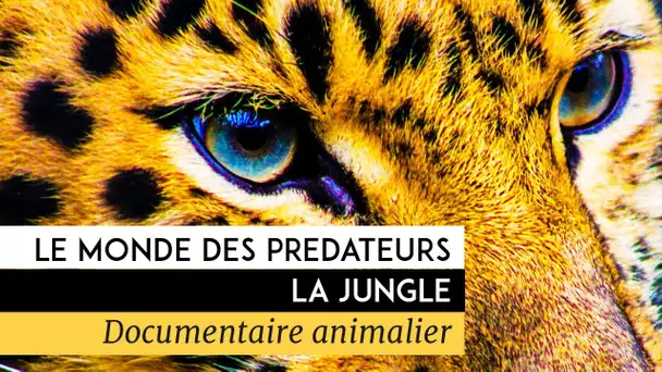Le monde des prédateurs - La Jungle