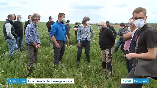 Des éleveurs de bovins de Dordogne réclament l'aide du gouvernement