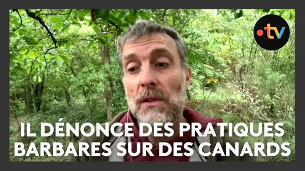 Des canards vivants catapultés façon ball tarp pour entrainer des chiens de chasse