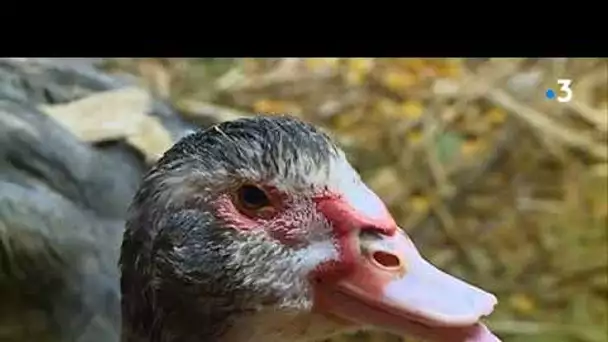 Tarn : Les éleveurs de canards et la menace de la grippe aviaire