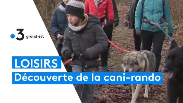 Randonner avec des chiens-loups en Alsace