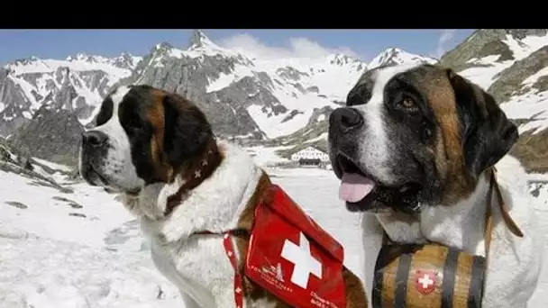 Chien : Le Saint Bernard