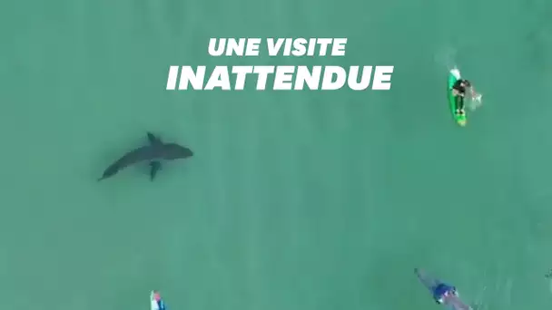 En Afrique du Sud, un immense requin blanc frôle six surfeurs