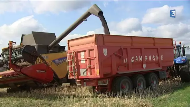 Bourgogne-Franche-Comté : les aléas du climat pèsent sur les moissons