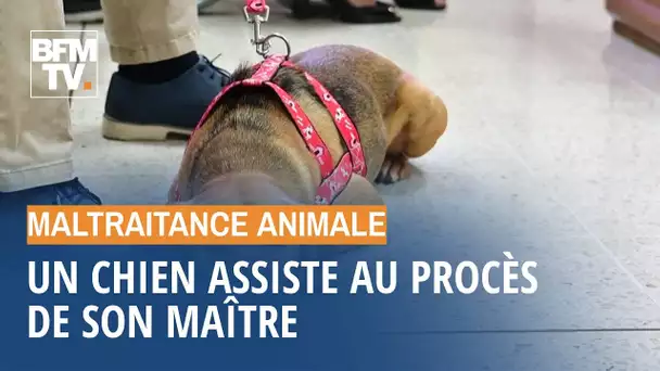 Maltraité par son ancien propriétaire, un chien assiste à son procès