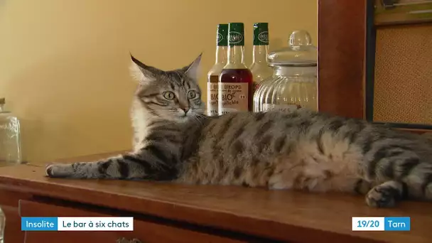 Bar à chats à Albi, câlins et ronrons pour la pause café