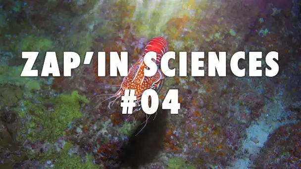 Zap'In Sciences #04 - L'Esprit Sorcier