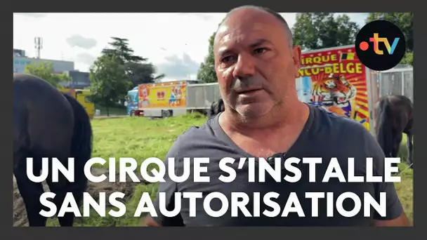 Un crique et ses animaux sauvages s'installe sans autorisation en ville