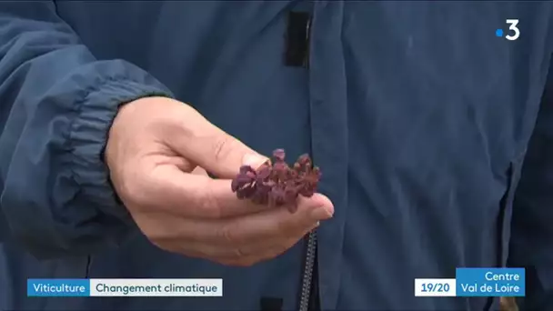 Viticulture : comment s'adapter aux changements climatiques ?