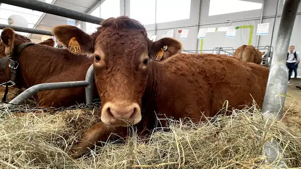 Au Sommet de l’Elevage de Clermont-Ferrand, les animaux sont les stars