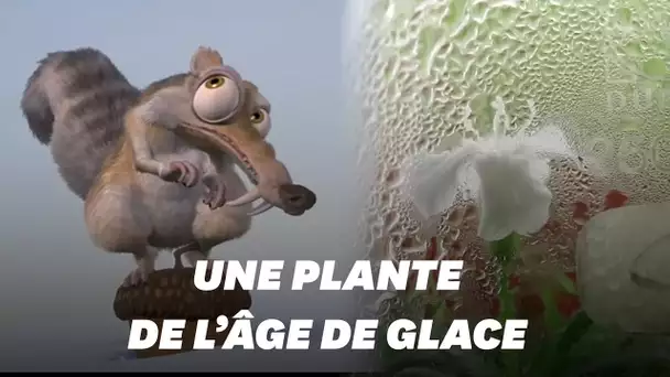 Cette plante de Sibérie vieille de 32.000 ans a été ressuscitée