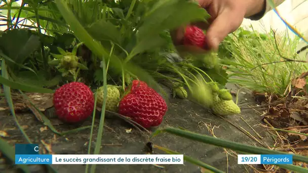 Le succès grandissant des fraises bio