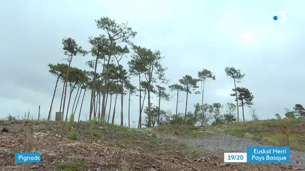 Pays basque : un an après l'incendie, réouverture de la forêt du Pignada à Anglet
