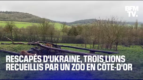 Rescapés d'Ukraine, trois lions font leur toute première sortie dans un zoo en Côte-d'Or