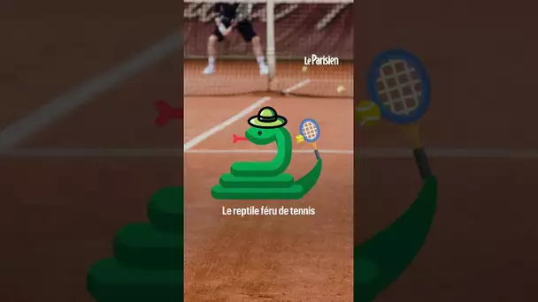 Un serpent mortel interrompt un match de tennis en Australie