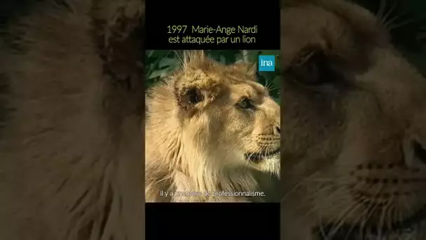 Attaquée par un lion en direct 😨 #INA #shorts