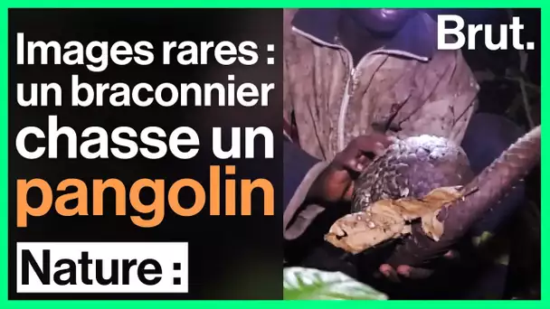 Chasse au pangolin : des images rares filmées au Cameroun