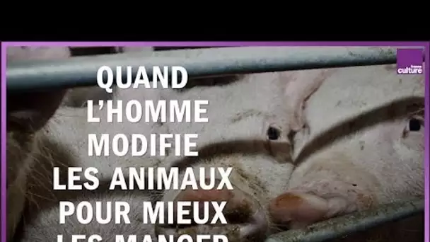 Biodiversité : comment l&#039;homme a modifié les animaux pour mieux les manger