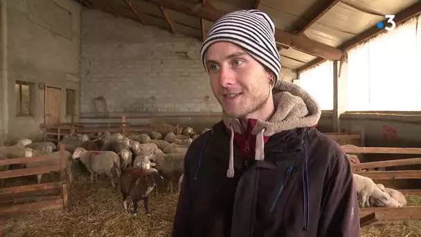 Isère. Wwoofing à la ferme la Champagne, un élevage d'ovins à proximité du Parc National des Écrins