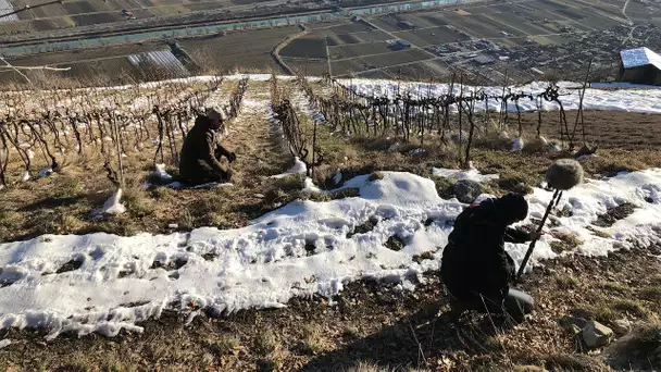 Une année à la vigne - Les domaines du possible (1/4) - Hiver