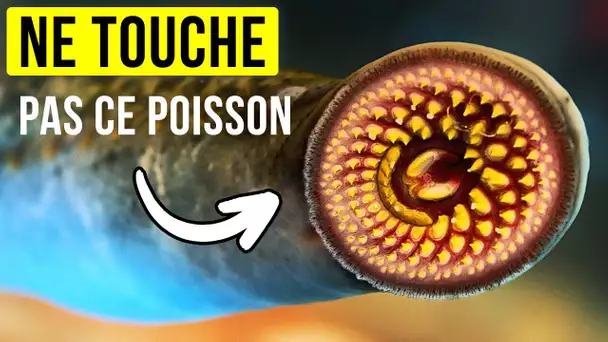 Ces créatures sont les plus grands survivants de l’évolution