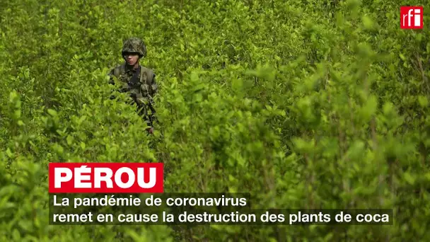 Pérou : la pandémie de coronavirus remet en cause la destruction des plants de coca