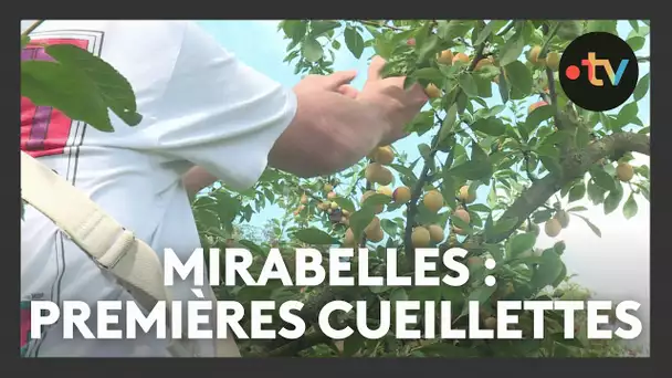 Top départ pour la cueillette des mirabelles de Lorraine