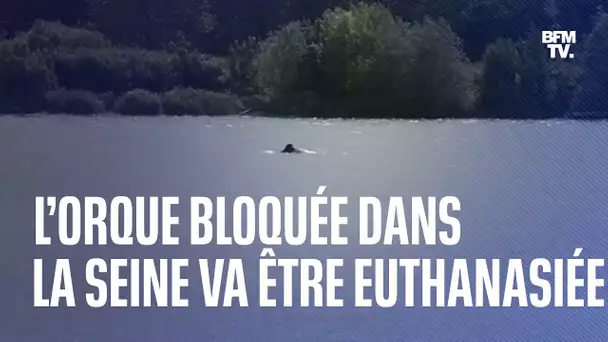 L’orque bloquée dans la Seine va être euthanasiée