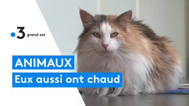 Nos animaux aussi ont chaud : quels conseils pour les soulager ?