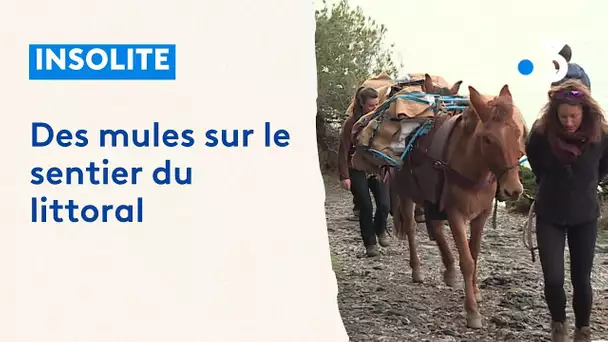 Insolite : des mules sur le chantier du littoral