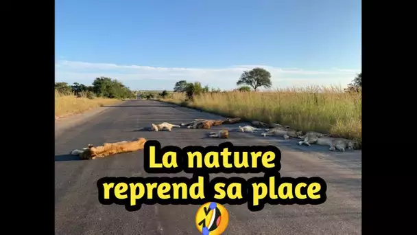 Un groupe de lions profitent du confinement pour faire une sieste sur la route en Afrique du Sud
