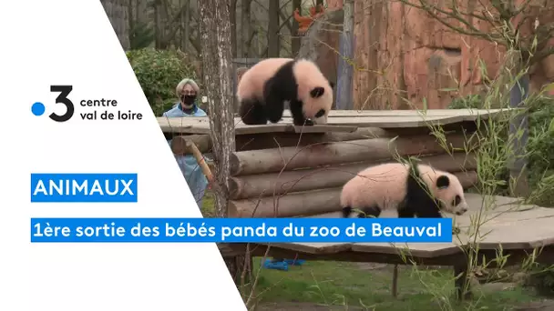 Première sortie des bébés panda du zoo de Beauval