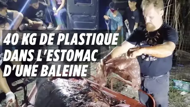 40 kg de plastique retrouvés dans l’estomac d’une baleine