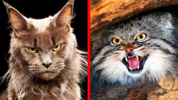 Les 10 Races de Chats Les Plus Dangereuses au Monde