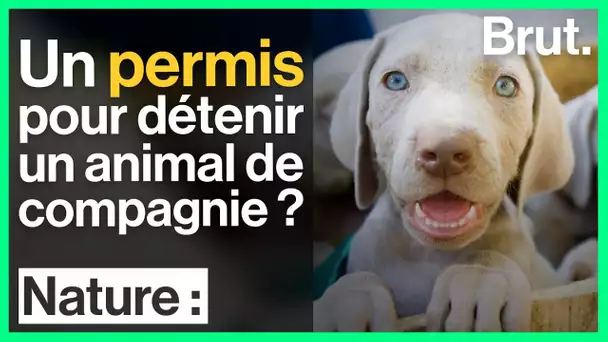 Bientôt un permis pour détenir un animal de compagnie ?