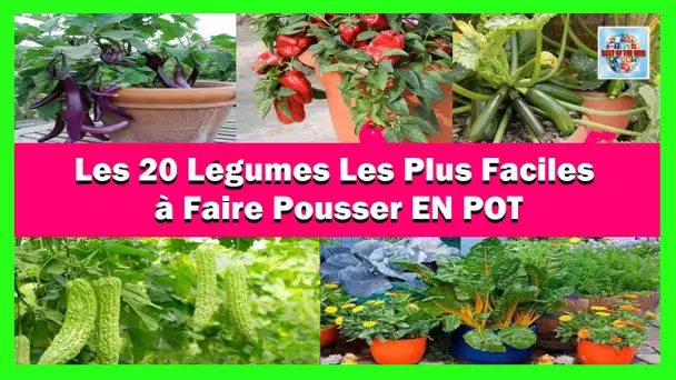 Les 20 légumes les plus faciles à faire pousser en pot